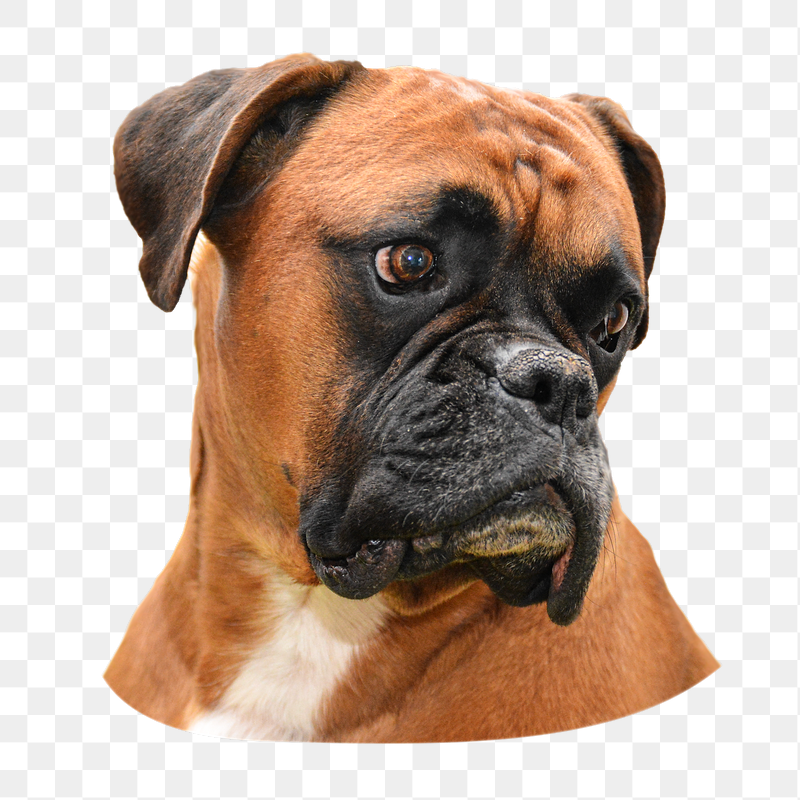 Boxer dog png sticker, transparent | Free PNG - rawpixel