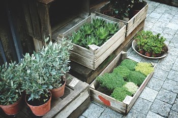boxes of green leafed plants on grey pavement