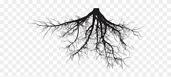 Boy Born In June - Tree With Roots Pine