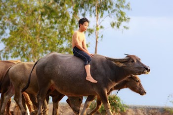 Boy Riding on Water Buffalo