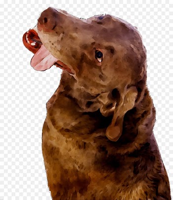 Boykin Spaniel Chesapeake Bay Retriever Dog breed -  