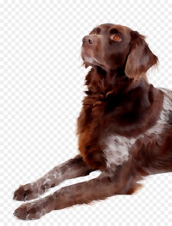 Boykin Spaniel German Shorthaired Pointer German longhaired pointer Pet Hunting dog -  