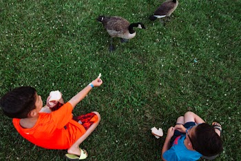 Boys Feeding Geese
