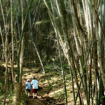 Boys In Bamboo Forest