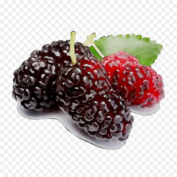 Boysenberry Black mulberry White mulberry Fruit Raspberry -  