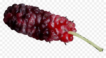 Boysenberry Tayberry Berries Red Mulberry Fruit -  