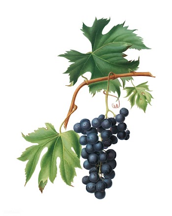 Brachetto grape from Pomona Italiana (1817 - .. | Free stock vector - 488220