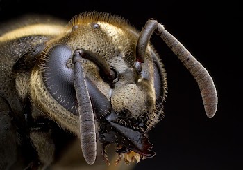 Brachygastra mellifica. Portrait of a Mexican | Free Photo - rawpixel