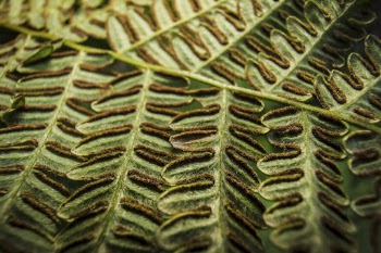 Bracken fern leaf, nature background, | Free Photo - rawpixel