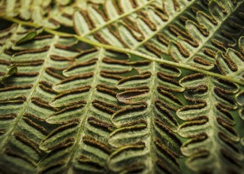 Bracken fern leaf, nature background, | Free Photo - rawpixel