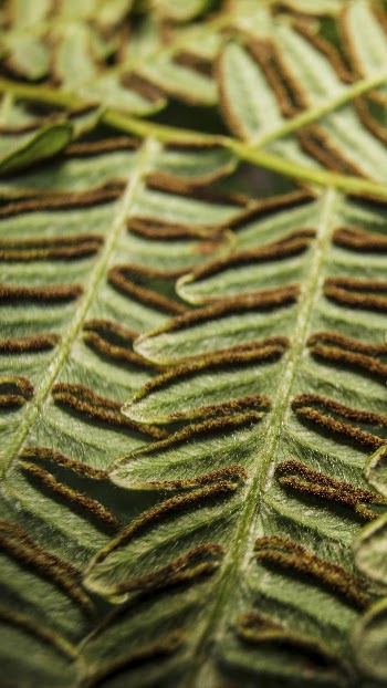 Bracken fern leaf phone wallpaper, | Free Photo - rawpixel