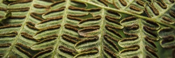 Bracken fern leaf texture, twitter | Free Photo - rawpixel
