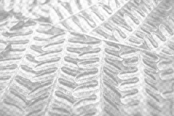 Bracken fern png overlay texture, | Free PNG - rawpixel