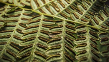 Bracken fern texture computer wallpaper, | Free Photo - rawpixel