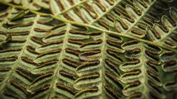Bracken fern texture desktop wallpaper, | Free Photo - rawpixel