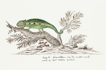 Bradypodion pumilum: cape dwarf chameleon | Free Photo Illustration - rawpixel