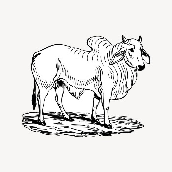 Brahman cow clipart, vintage illustration | Free Vector Illustration - rawpixel