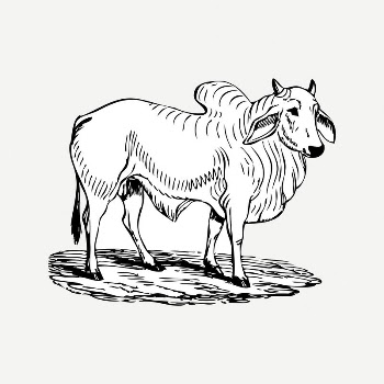 Brahman cow collage element, black | Free PSD Illustration - rawpixel