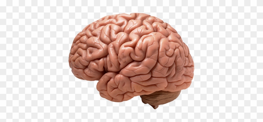 Brain's Cravings - Brain Png