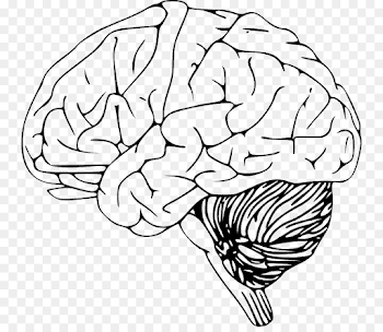 Brain Computer Icons Drawing Clip art - Brain png download - 800*768 ...