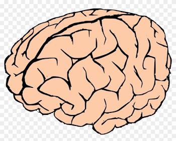 Brain Human Brain Knowledge Anatomy Biology Organ - Brain Clipart Transparent Background