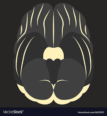 Brain in flat monochrome color on white background vector image