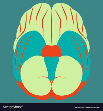 Brain in flat monochrome color on white background vector image