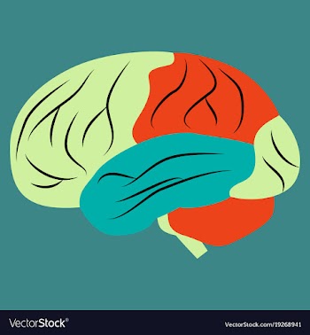 Brain in flat monochrome color on white background vector image