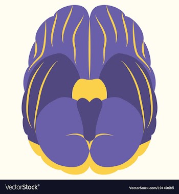 Brain in flat monochrome color on white background vector image