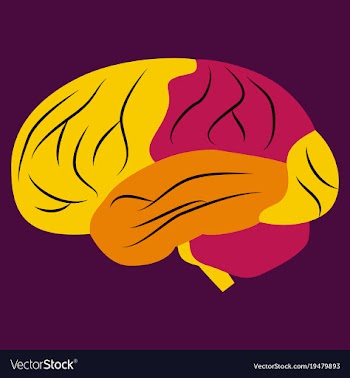 Brain in flat monochrome color on white background vector image