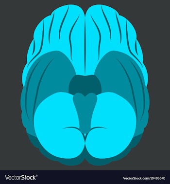 Brain in flat monochrome color on white background vector image
