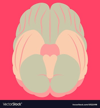 Brain in flat monochrome color on white background vector image