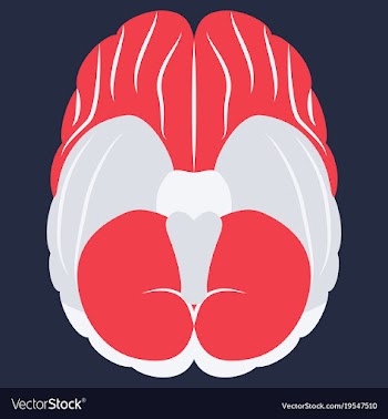 Brain in flat monochrome color on white background vector image