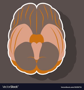 Brain in sticker monochrome color on white vector image