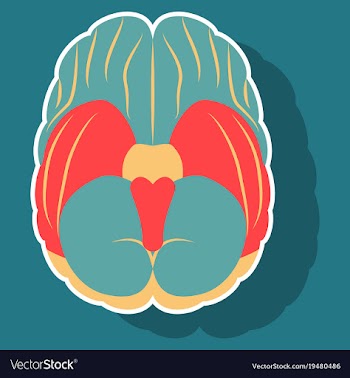 Brain in sticker monochrome color on white vector image