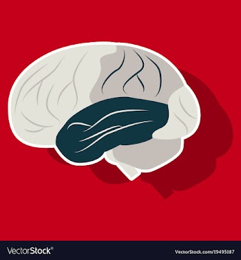 Brain in sticker monochrome color on white vector image