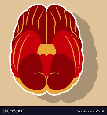 Brain in sticker monochrome color on white vector image