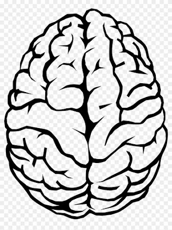 Brain Line Art Illustration - Brain Line Art