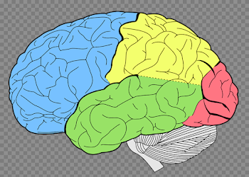 Brain PNG High-Quality Image