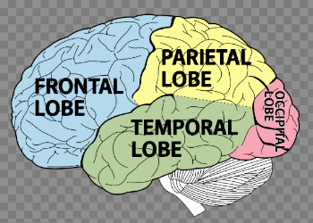 Brain PNG Picture