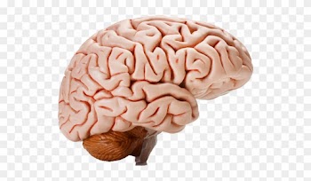 Brain Transparent Background - Human Brain