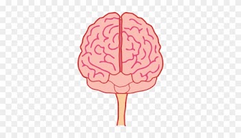 Brains Clipart Front - Brain Front View Png