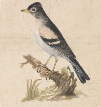 Brambling | Free Photo - rawpixel