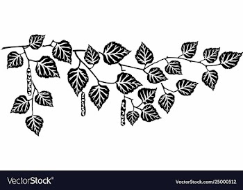Branch a birch vector image
