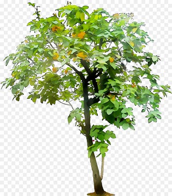 Branch Artificial flower Plants Leaf Plant stem -  