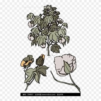 Branch Bombax Ceiba Tree Cotton - Cotton Tree Png