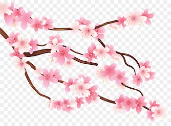 Branch Cherry blossom Clip art - cherry blossom 