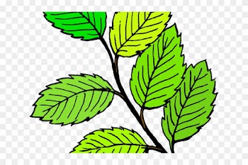 Branch Clipart Jungle Tree Branch - Black And White Leafs
