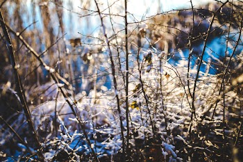 Branch in the Snow