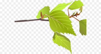 Branch Leaf Clip art Tree Plant stem - brach cartoon 